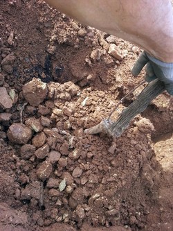 Planting vines at Lenne.