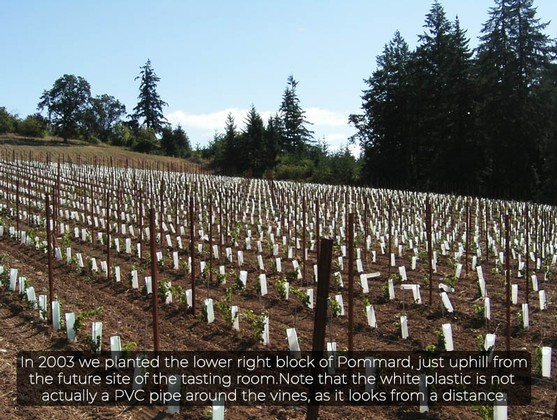 vineyard-pommard-planting